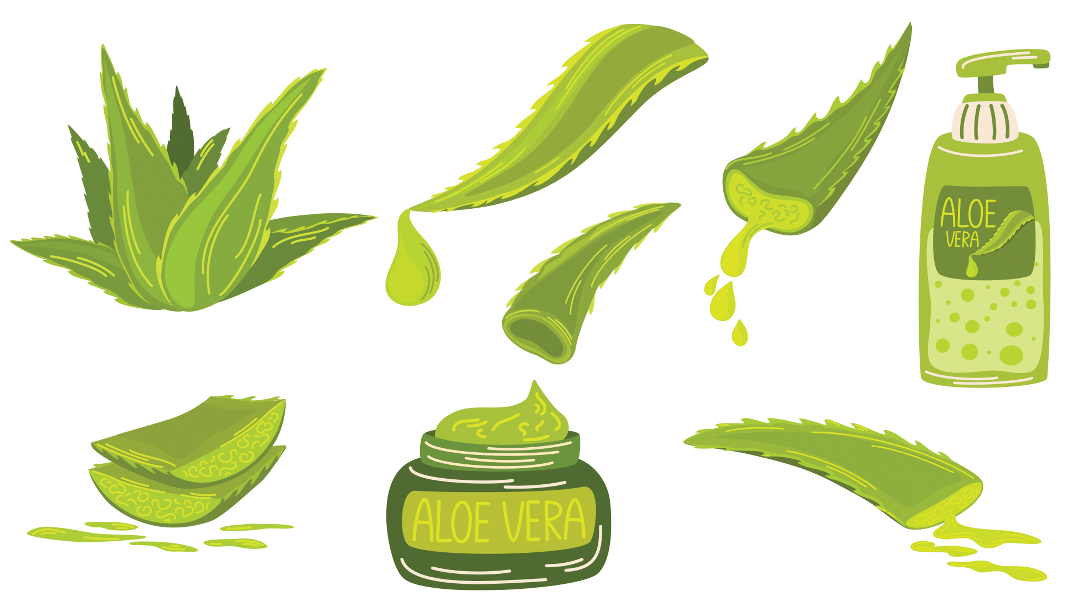 Aloe Vera Clipart Graphic by PawLoveArt  Creative Fabrica