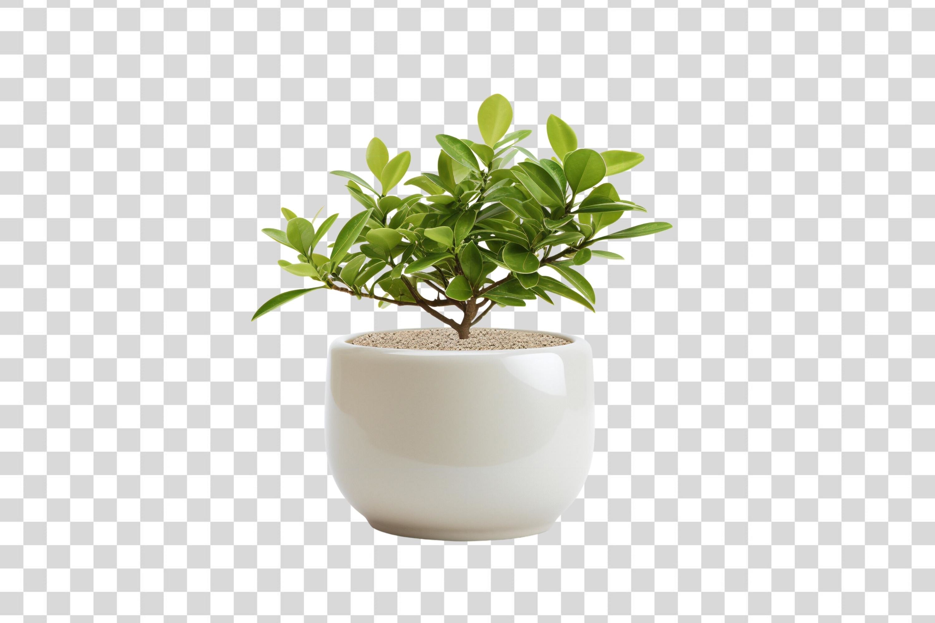 monstera deliciosa variegata mint Monstera Deliciosa Matcha Mint main image 0