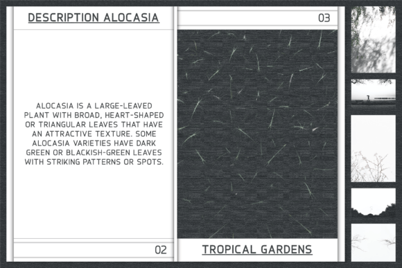 Alocasia Font - Preview 6