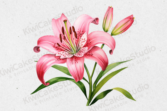 Watercolor Pink Tiger Lily Clipart JPG Graphic by KiwiCakeStudio  Creative  Fabrica