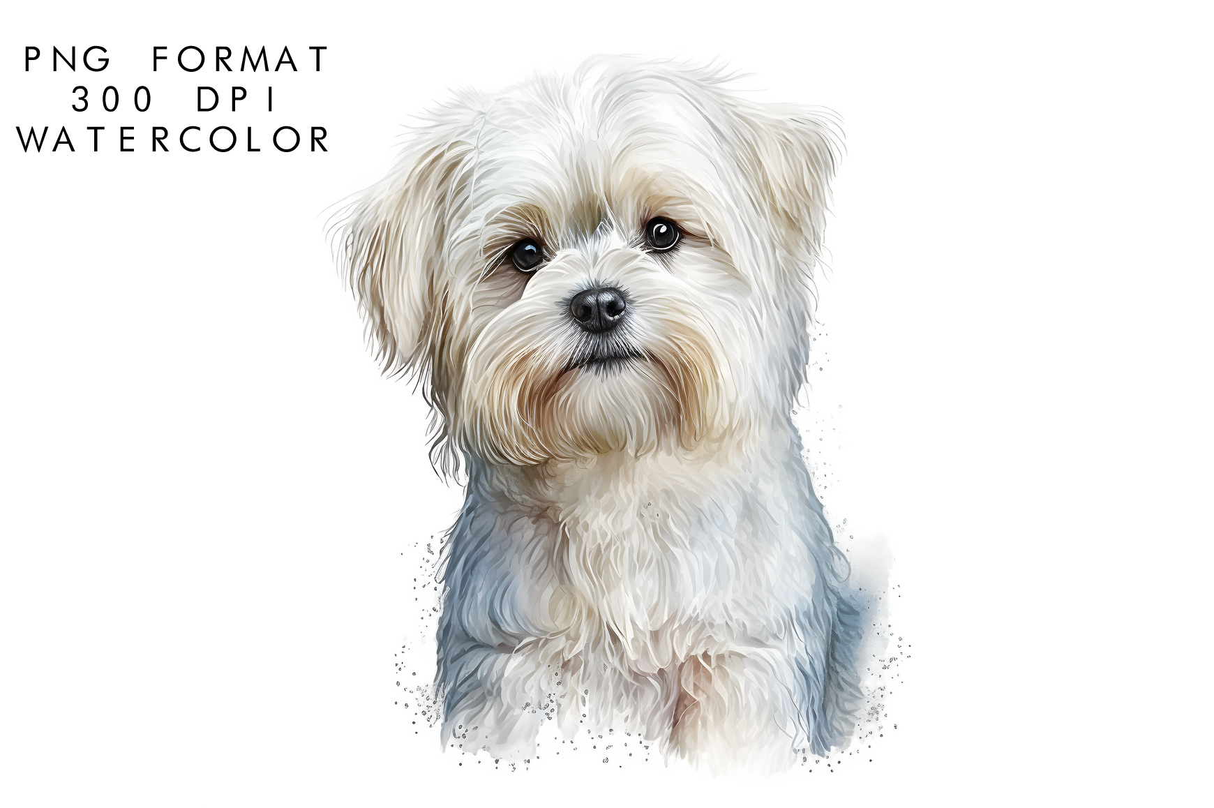 Watercolor Maltese Dog Clipart Graphic by WatercolorByKr · Creative Fabrica