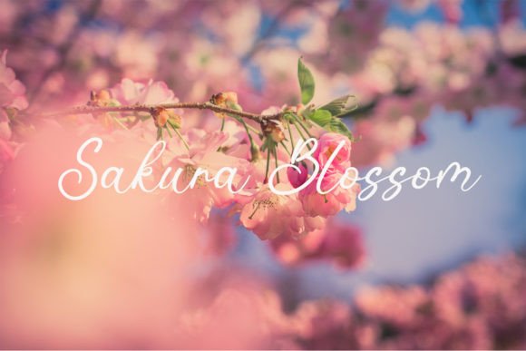 Blacky Font - Preview 2