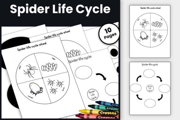 Spider Life Cycle for Kindergarten CRAFT