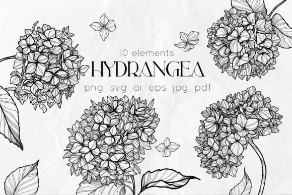 Hydrangea Line Art SVG