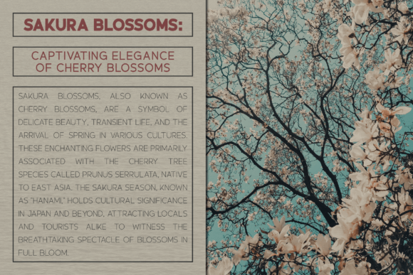 Expressive Font PNG with transparent background - Preview 1