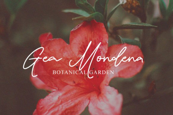 Damione Font - Preview 5