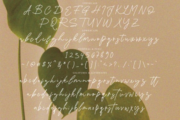 Fasebia Font - Preview 6