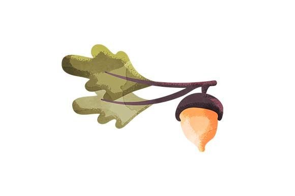 Acorn Branch - Watercolor