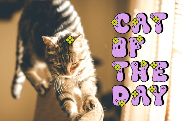 Joyful Retro Font PNG with transparent background - Preview 4
