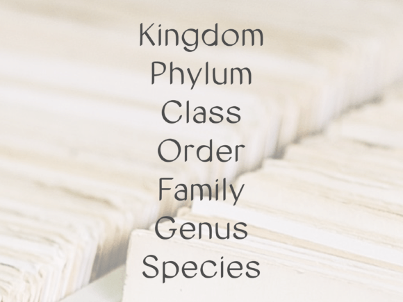 Catologer Font - Preview 3
