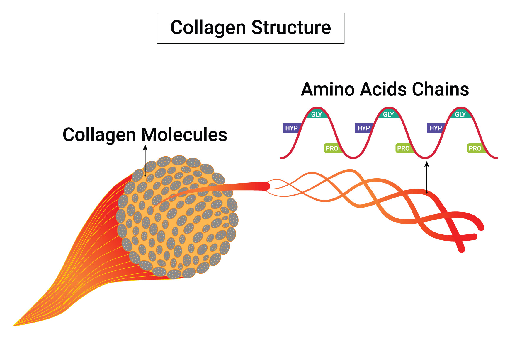 Collagen Structure Science Design Vector Graphic by hamjaiu · Creative ...