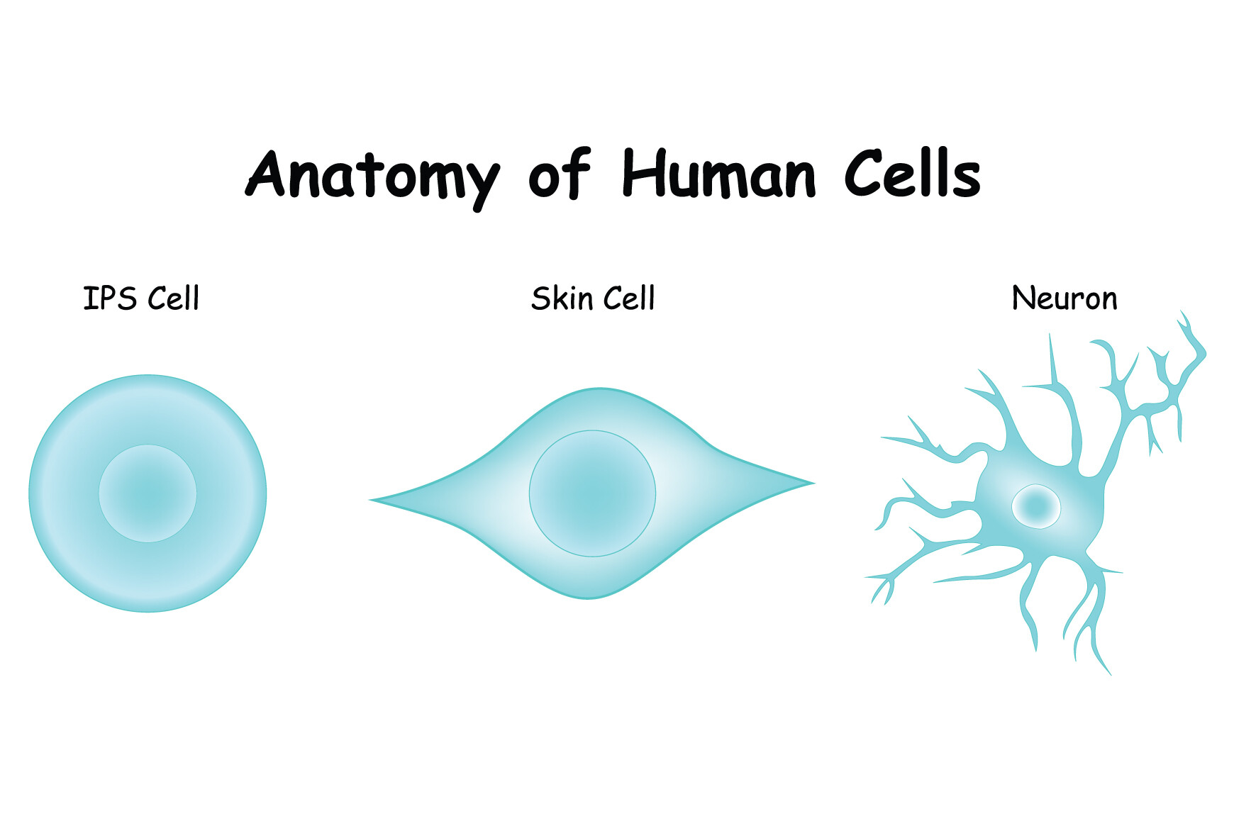 Anatomy of Human Cells Vector Design Graphic by hamjaiu · Creative Fabrica