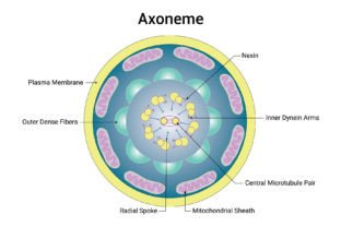 Axoneme Science Design Vector Diagram