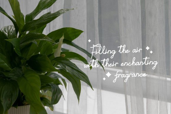 Elone Veloz Font PNG with transparent background - Preview 5