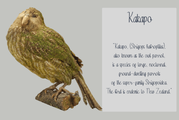 Kakapo Font PNG with transparent background - Preview 1