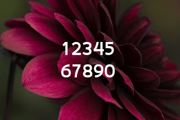 Dalia Font - Preview 3