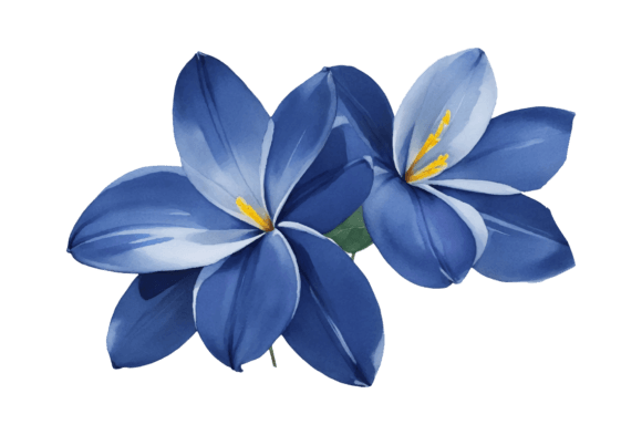Blue Plumeria Color Graphic by Sultana Creative Store  Creative Fabrica