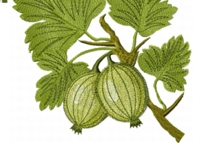 Gooseberry Design Gooseberry · Creative Fabrica