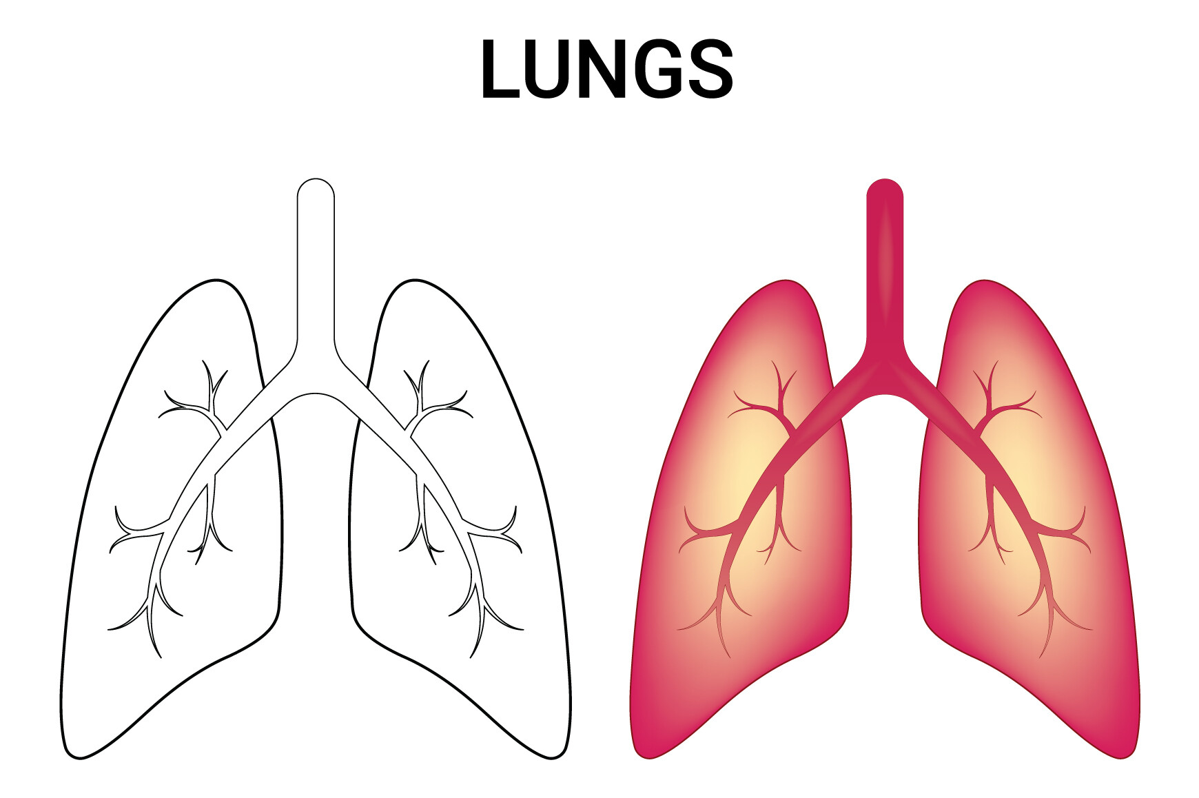Lungs Science Design Vector Illustration Graphic by hamjaiu · Creative ...