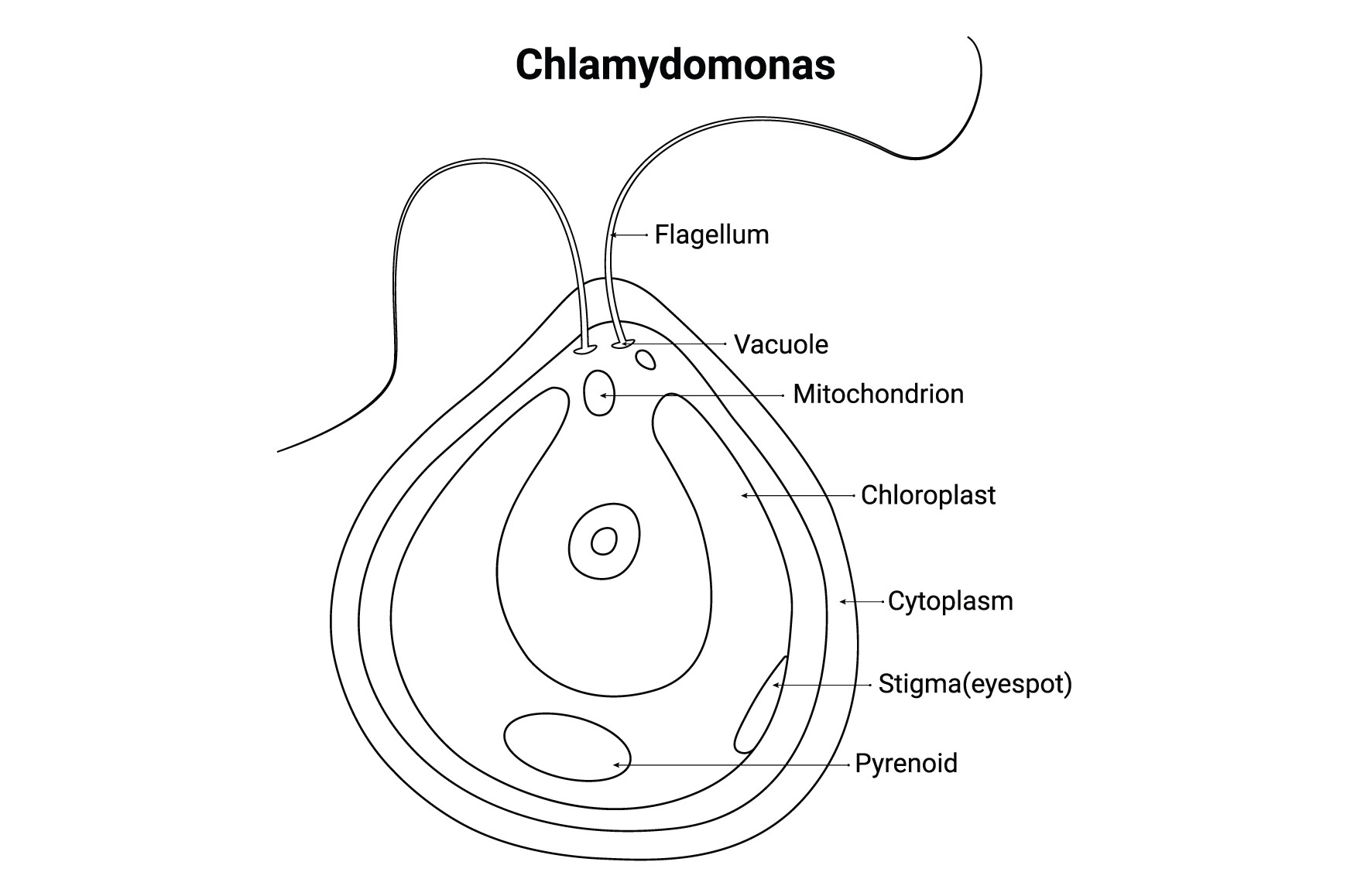 Chlamydomonas Science Design Vector Graphic by hamjaiu · Creative Fabrica