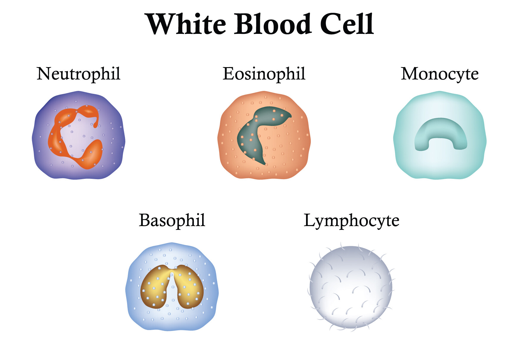 White Blood Cell Science Design Vector Graphic by hamjaiu · Creative ...