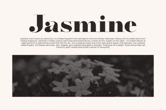 Arif Font - Preview 4