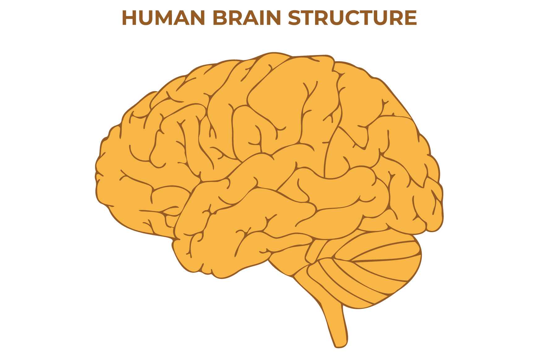 Human Brain Structure Science Design Graphic by hamjaiu · Creative Fabrica