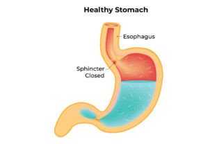 Healthy Stomach Science Design Vector Graphic by hamjaiu · Creative Fabrica