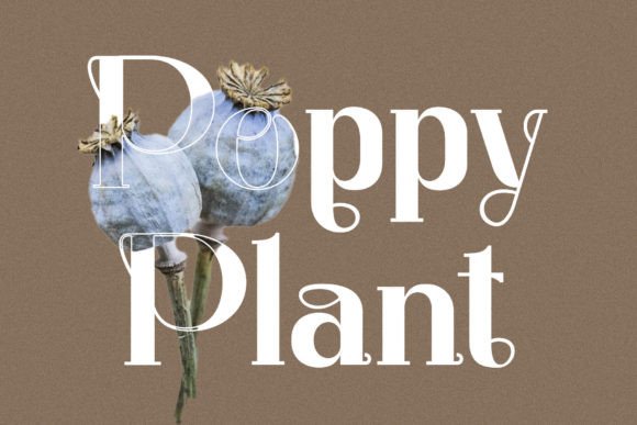 Larista Font PNG with transparent background - Preview 1