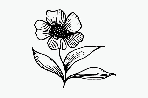 Flower Coloring Page Hand Drawing Vector