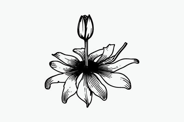 Flower Coloring Page Hand Drawing Vector