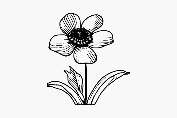 Flower Coloring Page Hand Drawing Vector