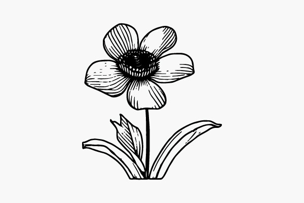Flower Coloring Page Hand Drawing Vector