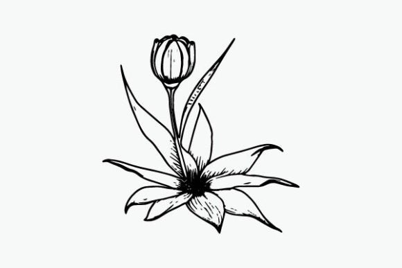 Flower Coloring Page Hand Drawing Vector