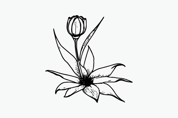 Flower Coloring Page Hand Drawing Vector