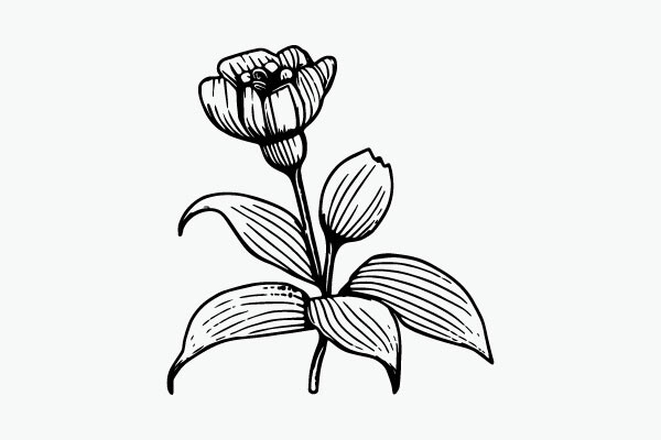 Flower Coloring Page Hand Drawing Vector