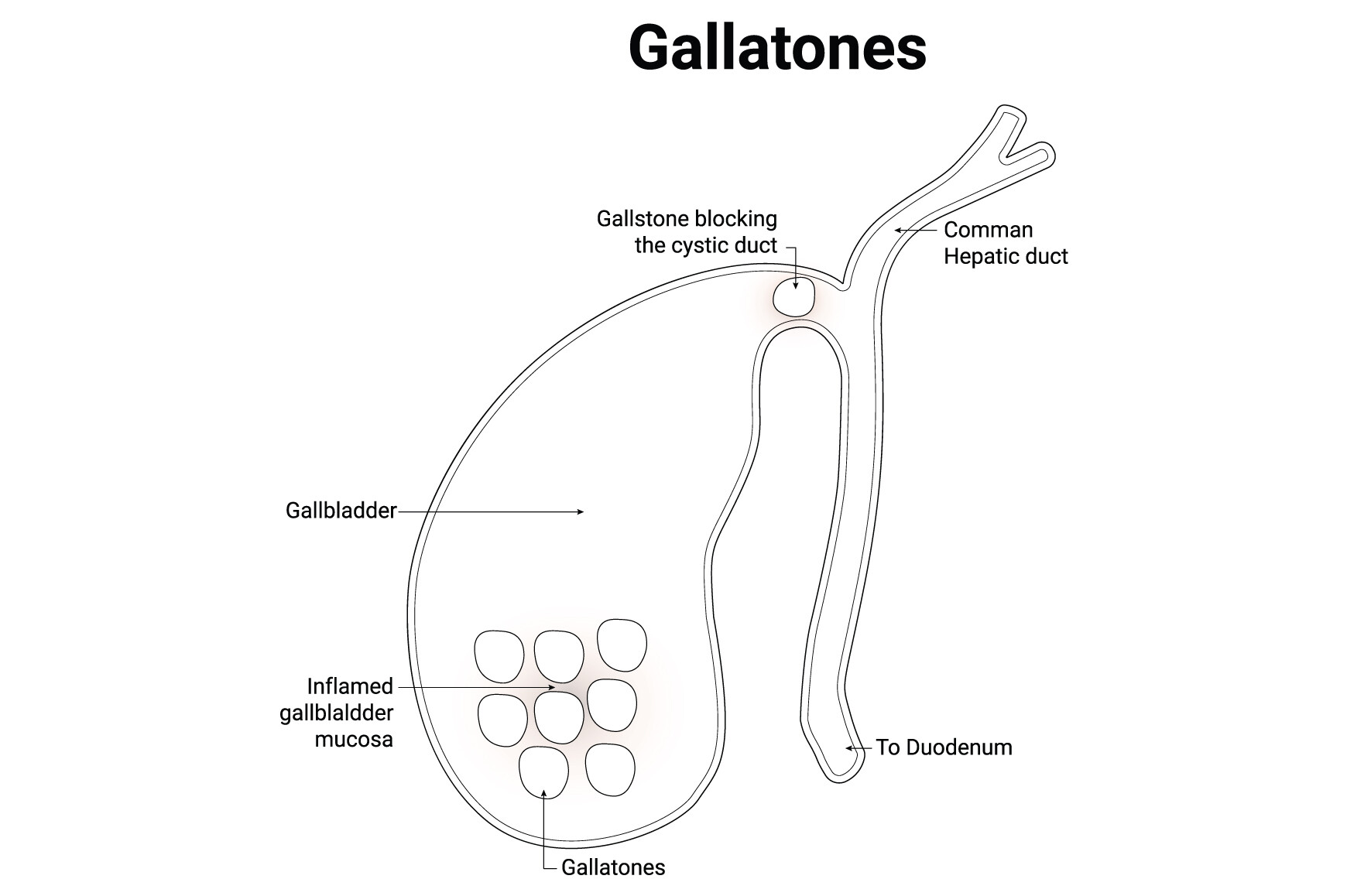 Gallatones Science Design Vector Diagram Graphic by hamjaiu · Creative ...