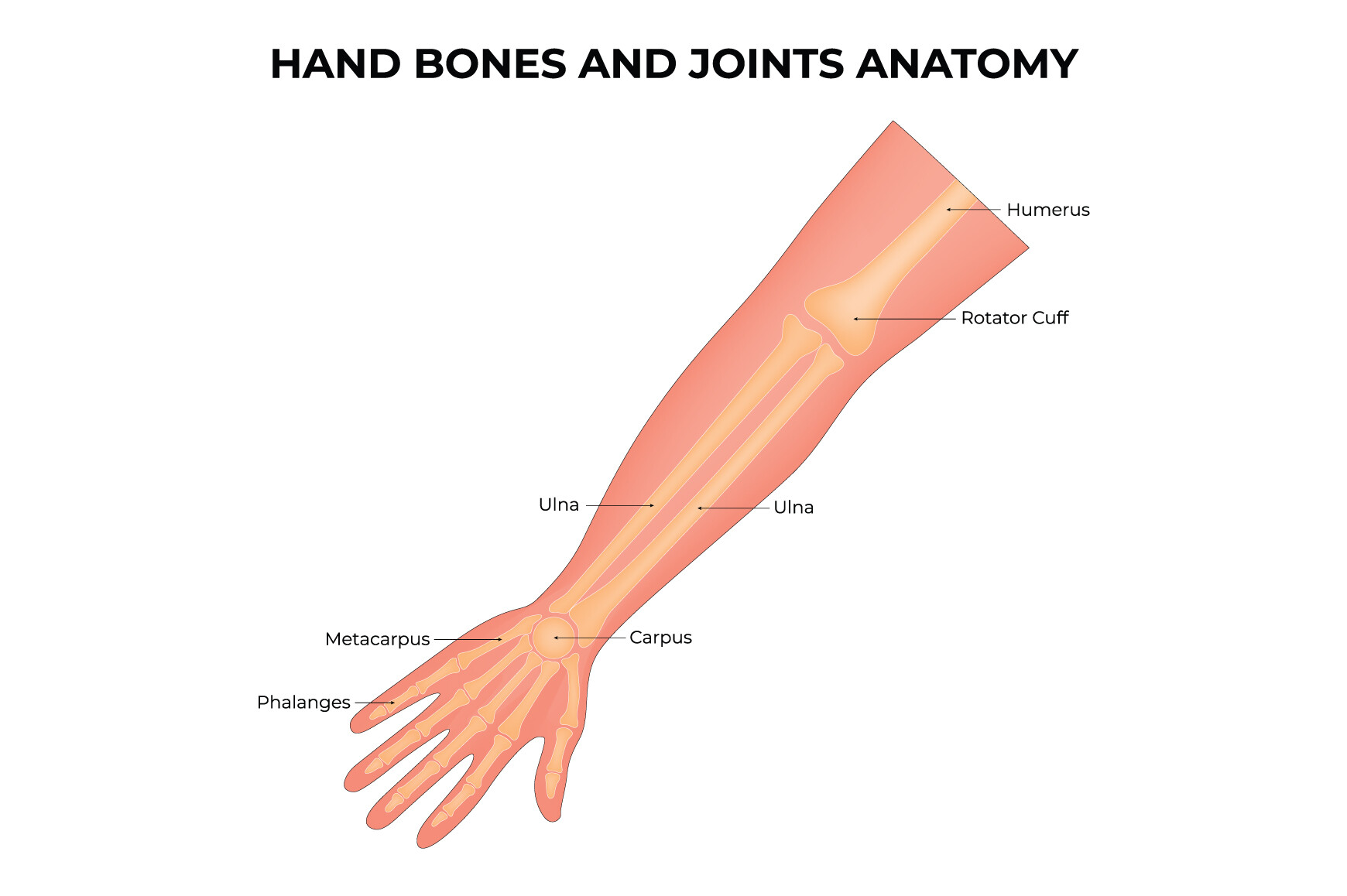 Hand Bones and Joints Anatomy Science Graphic by hamjaiu · Creative Fabrica