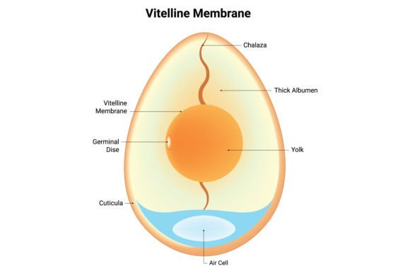 Axoneme Science Design Vector Diagram Graphic by hamjaiu · Creative Fabrica