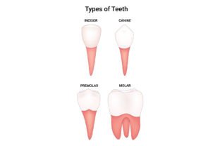 Types of Teeth Science Design Vector Graphic by hamjaiu · Creative Fabrica