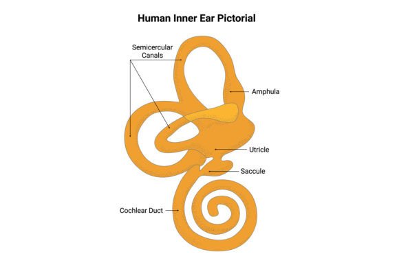 Human Inner Ear Pictorial Science Design Graphic by hamjaiu · Creative ...