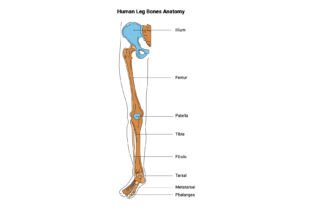 Human Leg Bone Anatomy Science Design Graphic by hamjaiu · Creative Fabrica