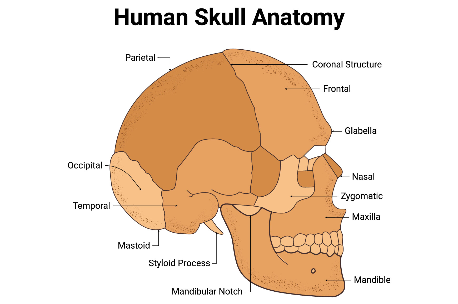 Human Skull Anatomy Science Design Graphic by hamjaiu · Creative Fabrica