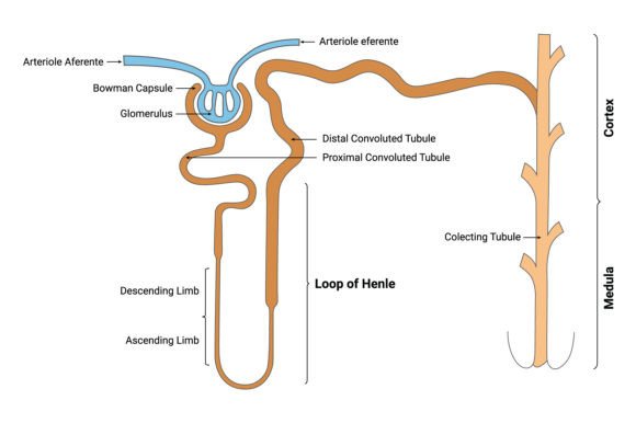 Loop of Henle Science Design Vector Graphic by hamjaiu · Creative Fabrica