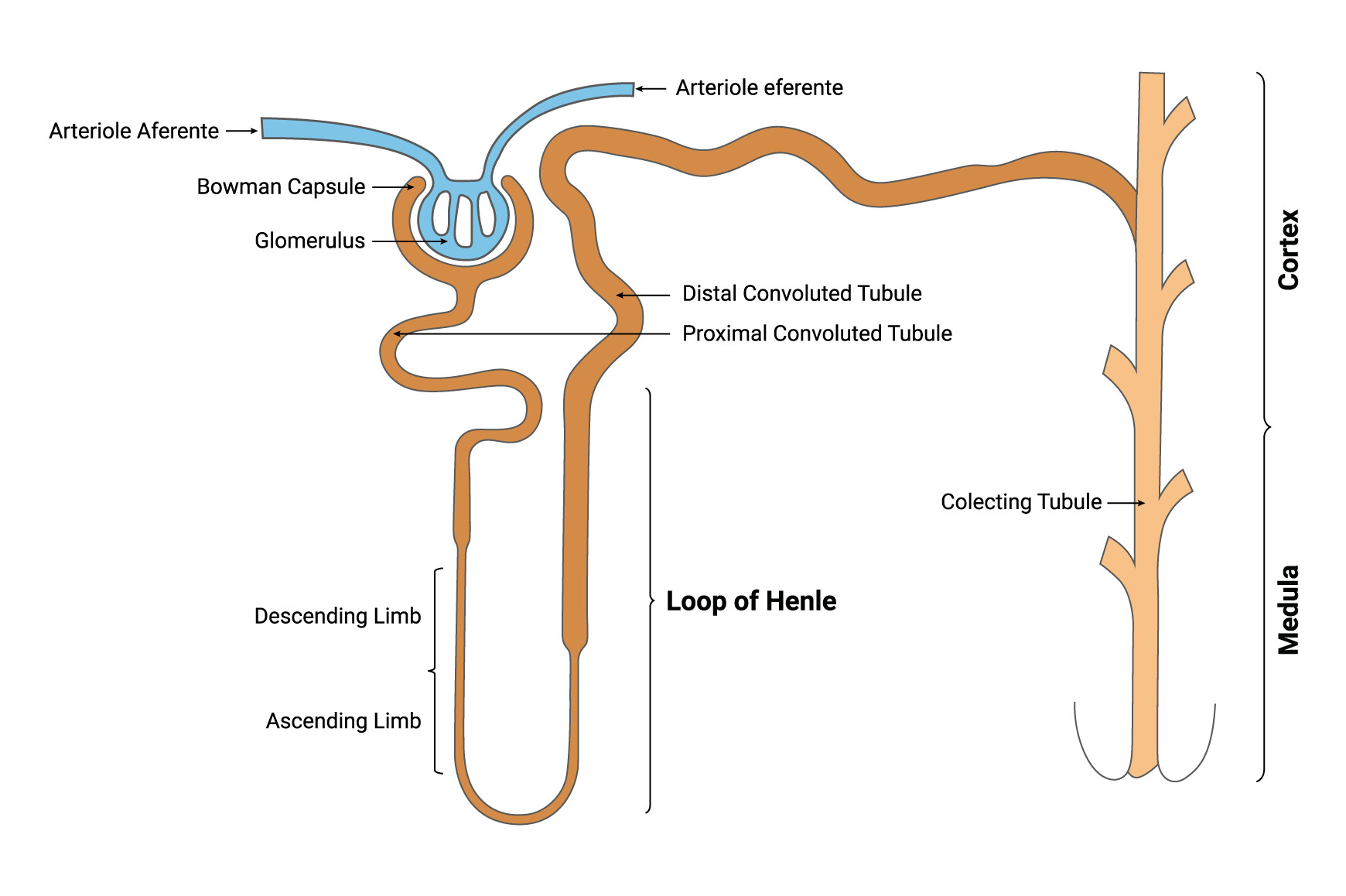 Loop of Henle Science Design Vector Graphic by hamjaiu · Creative Fabrica