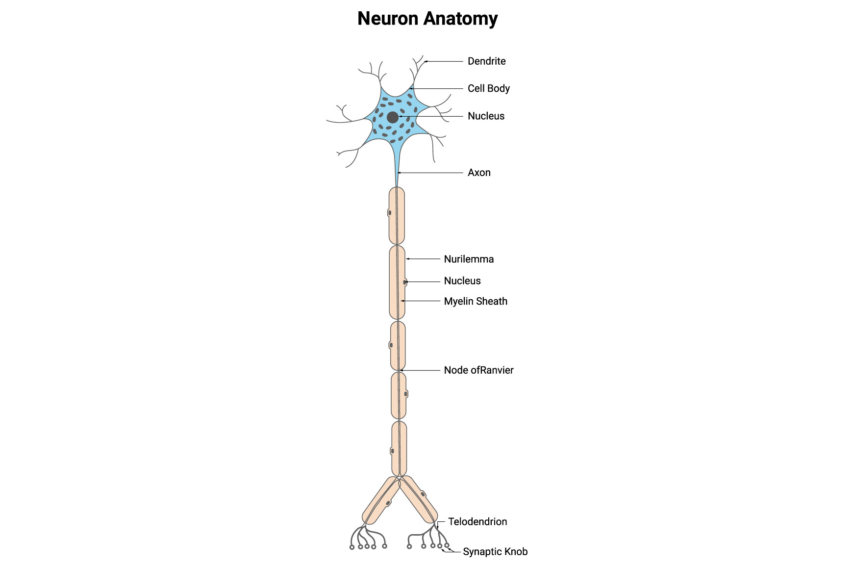 Neuron Anatomy Science Design Vector Graphic by hamjaiu · Creative Fabrica
