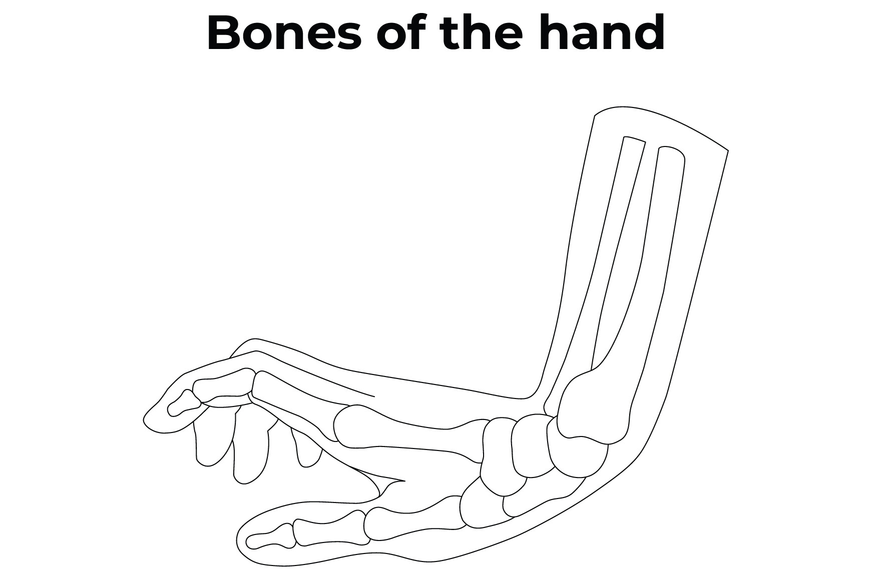 Bones of the Hand Science Design Vector Graphic by hamjaiu · Creative ...