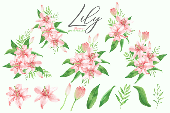 14 Watercolor Lily Flower Illustrations