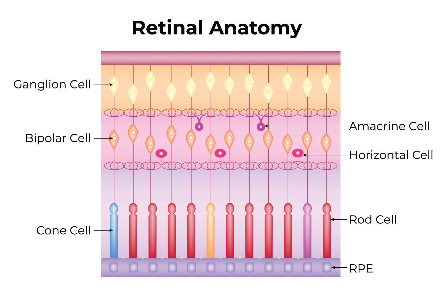 Retinal Anatomy Science Design Vector Graphic by hamjaiu · Creative Fabrica