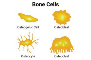 Bone Cells Science Design Vector Graphic by hamjaiu · Creative Fabrica